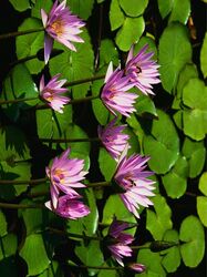 Wasserlilien Wasserlilien