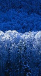 Winter Winter